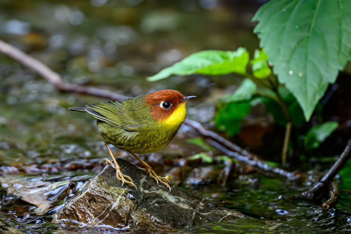 Chestnut-headed Tesia - Sudhir Paul