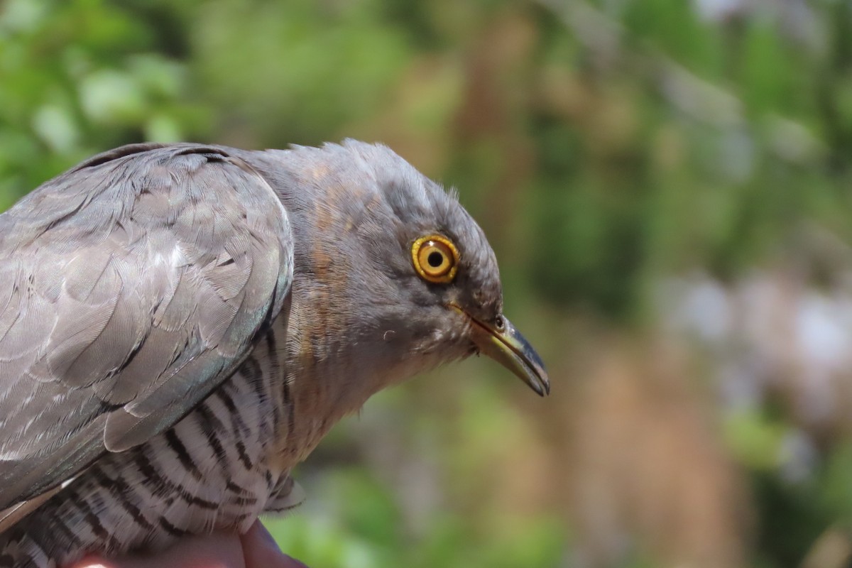 Common Cuckoo - ML617711821