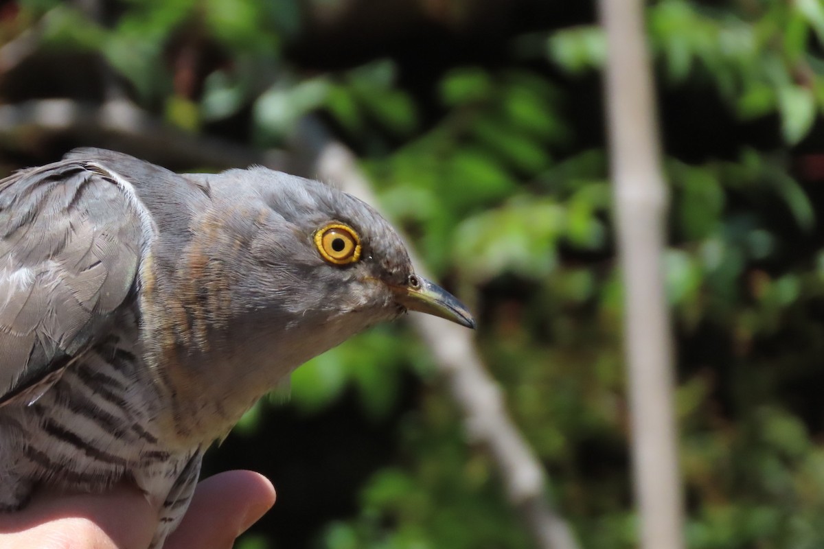 Common Cuckoo - ML617711825