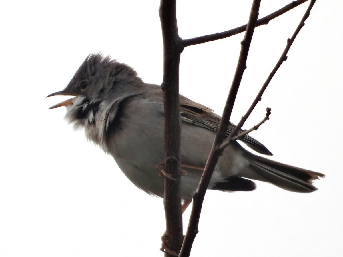 Greater Whitethroat - ML617711827