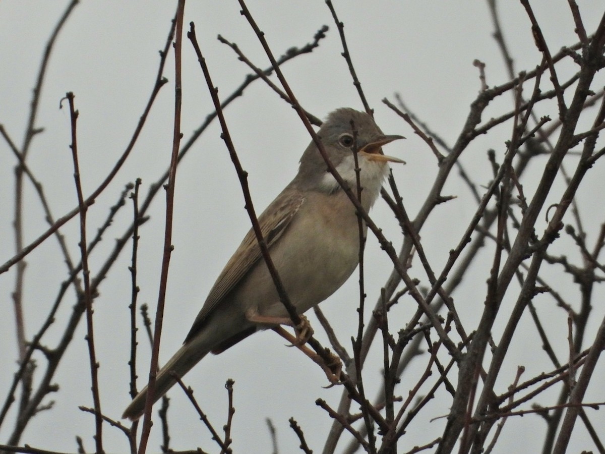 Greater Whitethroat - ML617711828