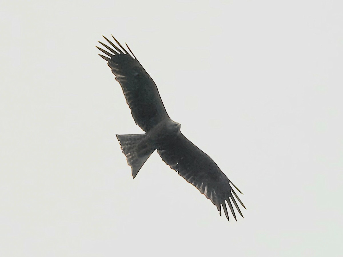 Black Kite - ML617711834