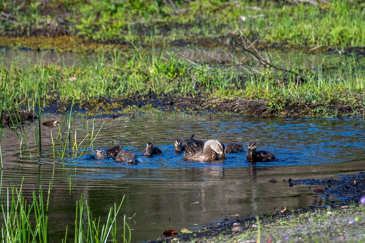 Mallard - Kathy S. Prindle