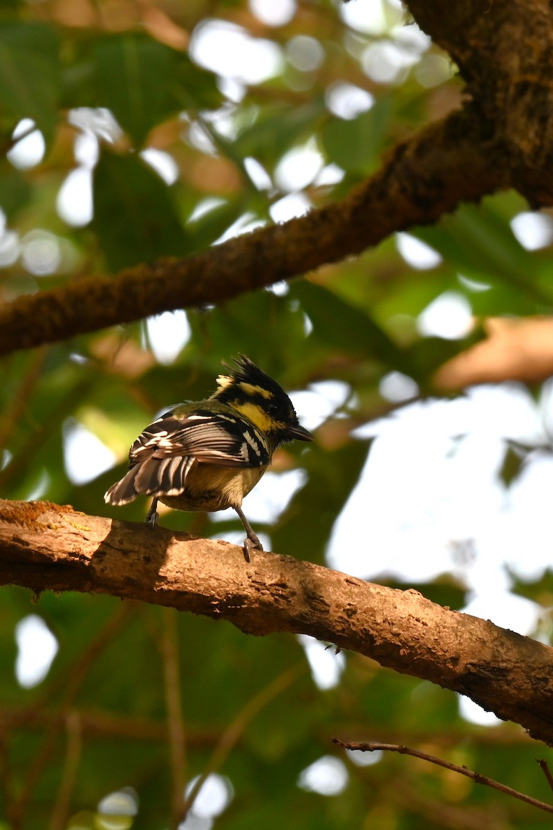 Indian Yellow Tit - ML617711849