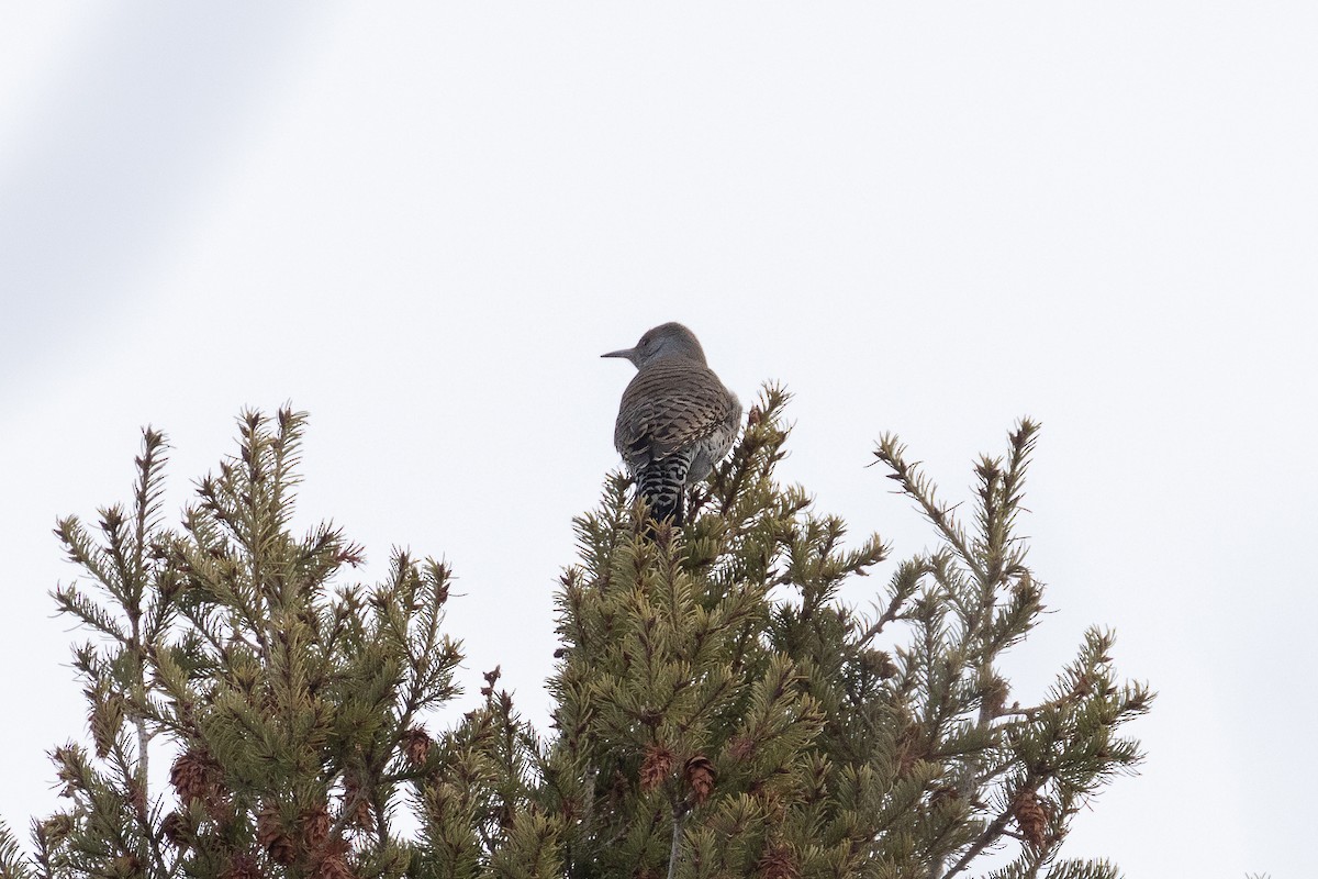 Gilded Flicker - ML617711865