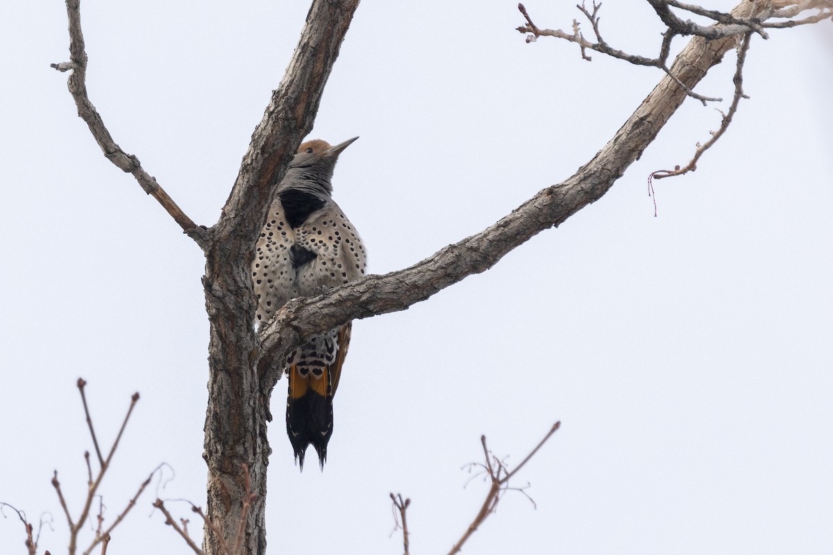 Gilded Flicker - ML617711866