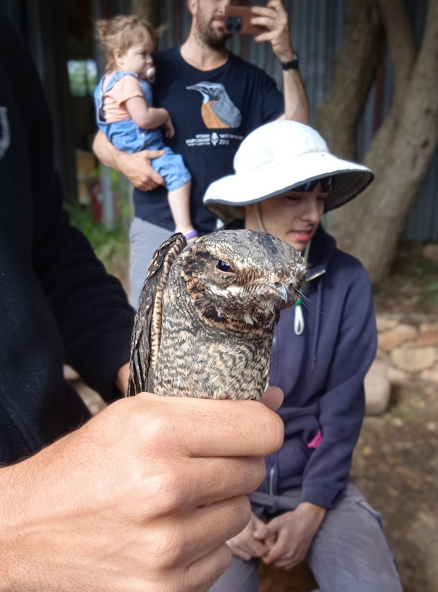 Eurasian Nightjar - ML617711893