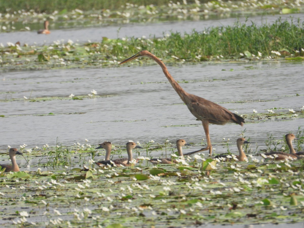 Purple Heron - ML617711937