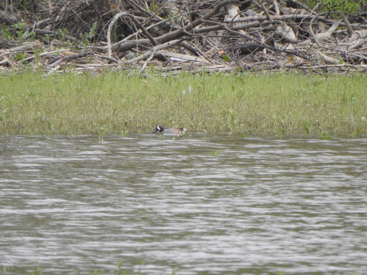 Blue-winged Teal - Bill Stanley