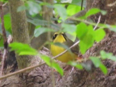 Kentucky Warbler - Dennis Kent