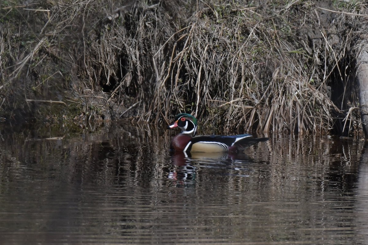 Wood Duck - ML617711971