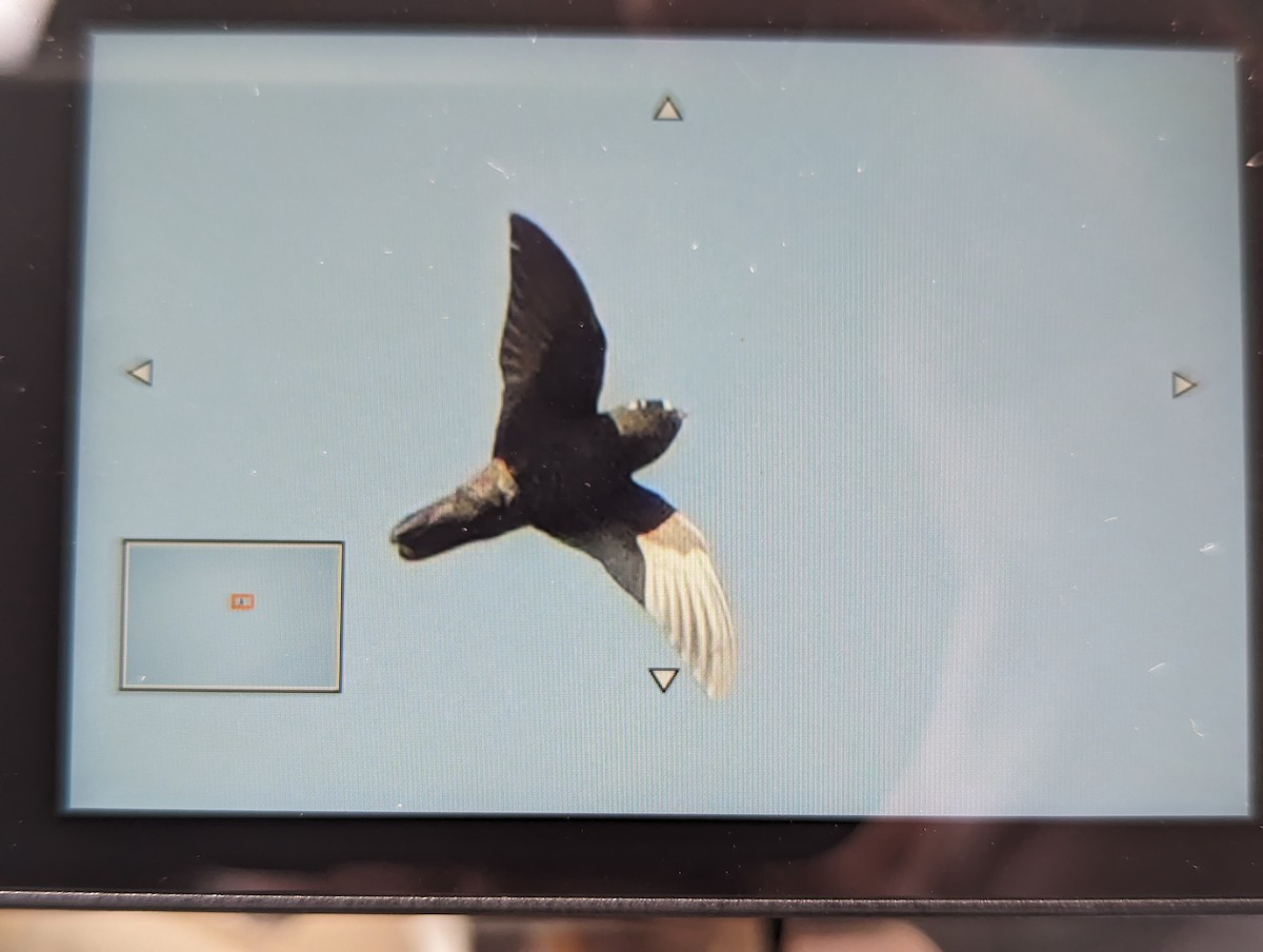 Spot-fronted Swift - ML617712006