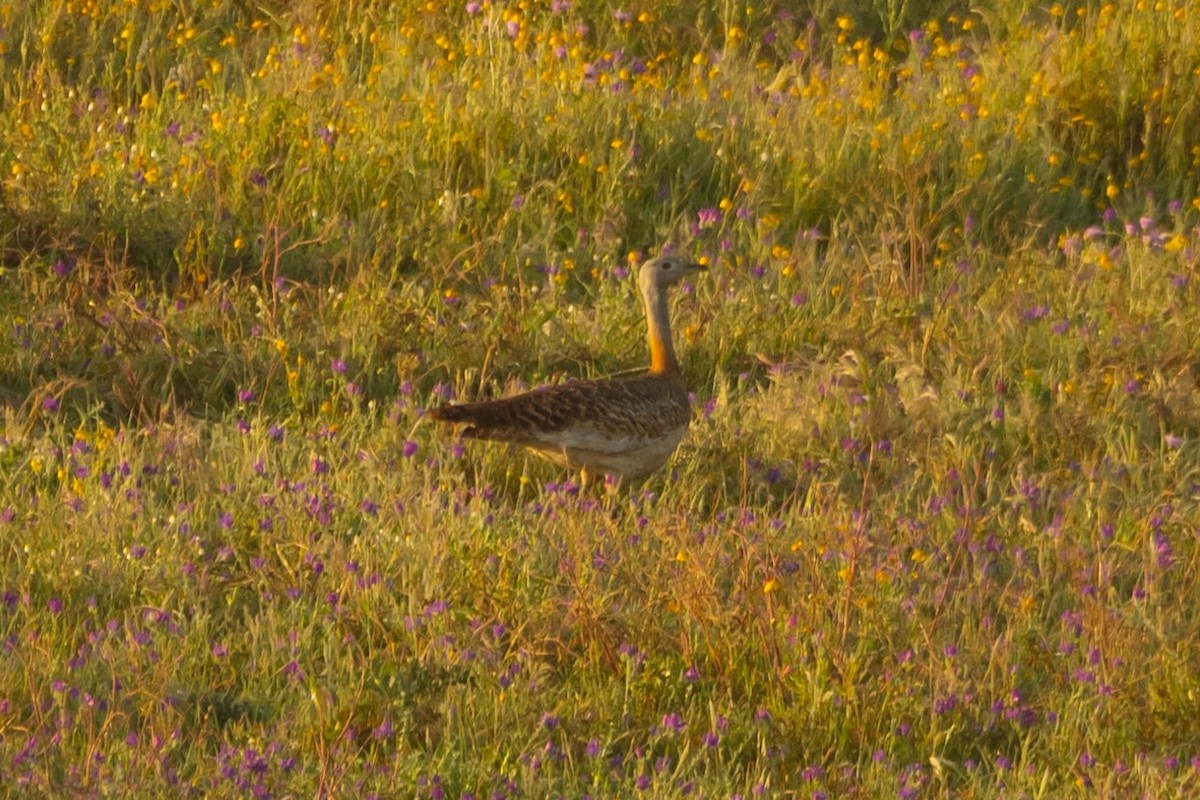 Great Bustard - Dan Stoker