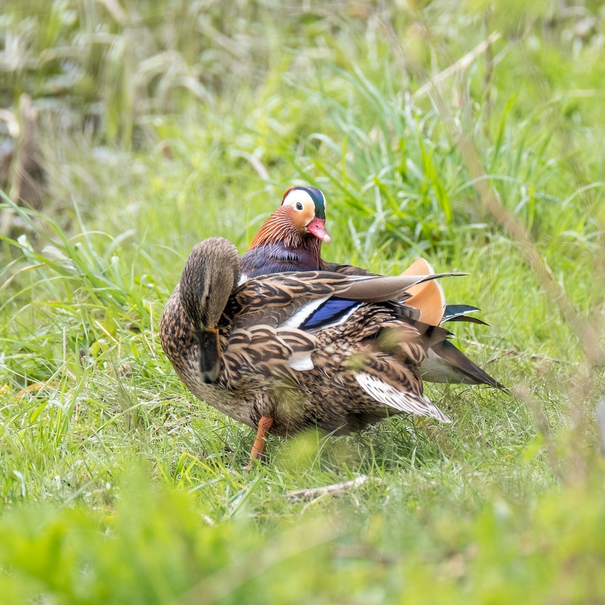 Mandarin Duck - Daria Semenova