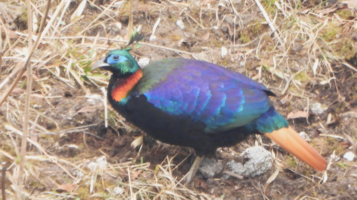 Himalayan Monal - Girish Chhatpar