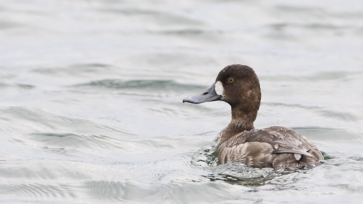 Lesser Scaup - ML617712102