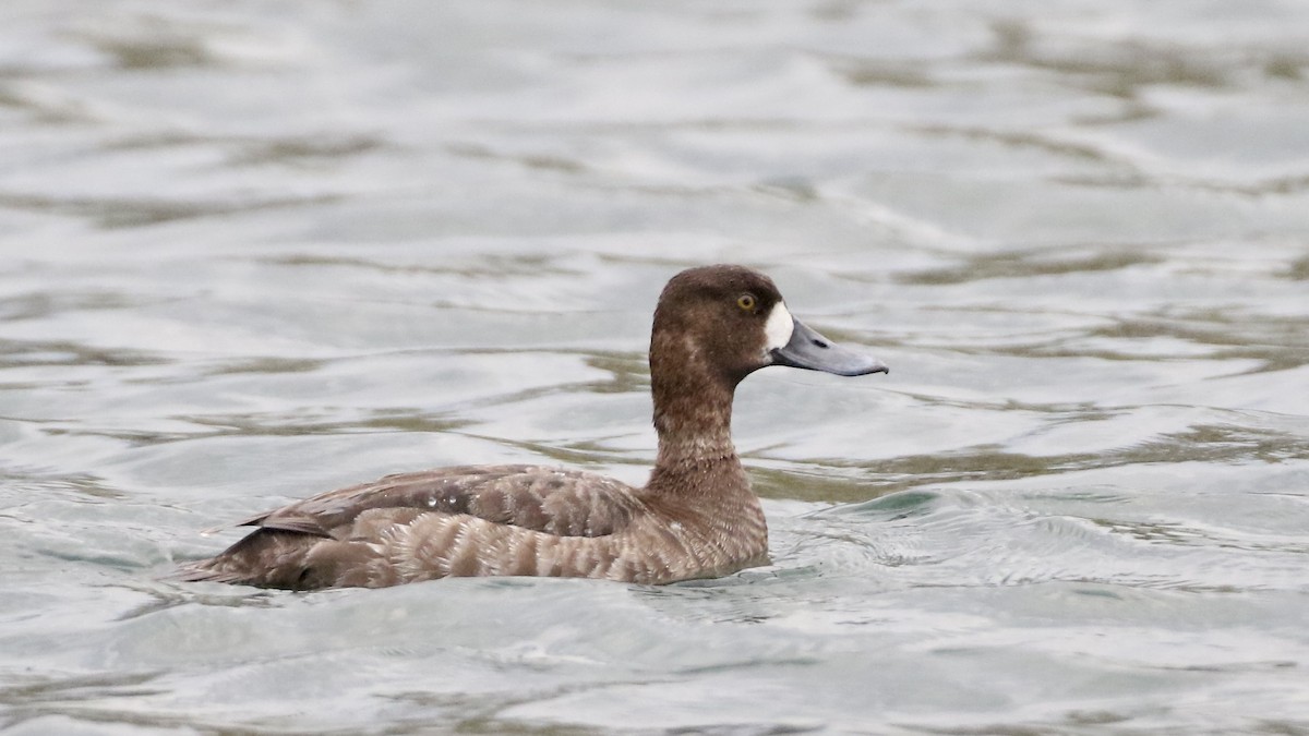 Lesser Scaup - ML617712105