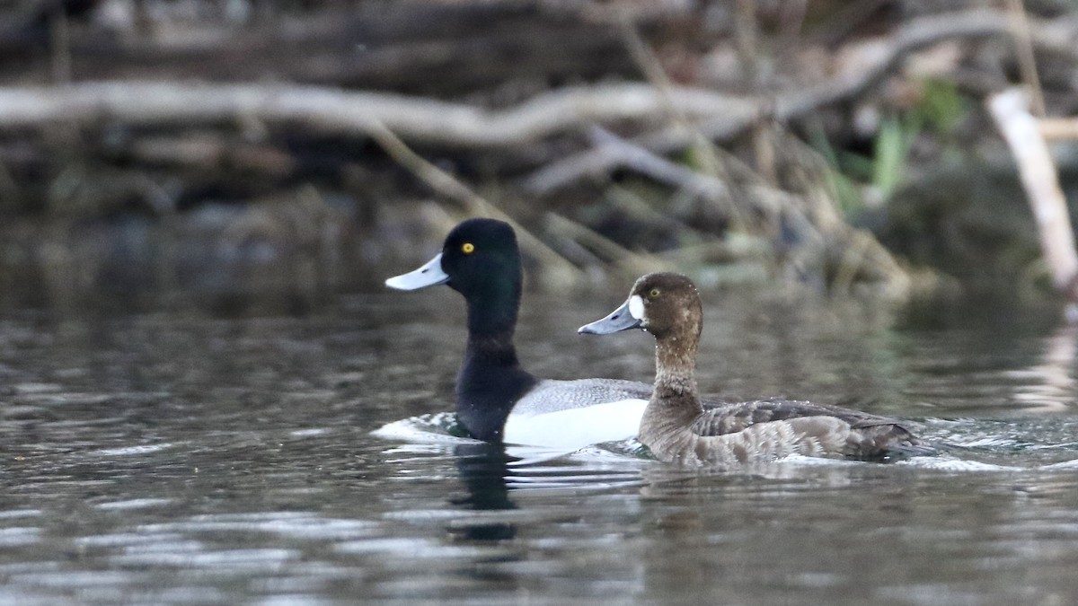 Lesser Scaup - ML617712106