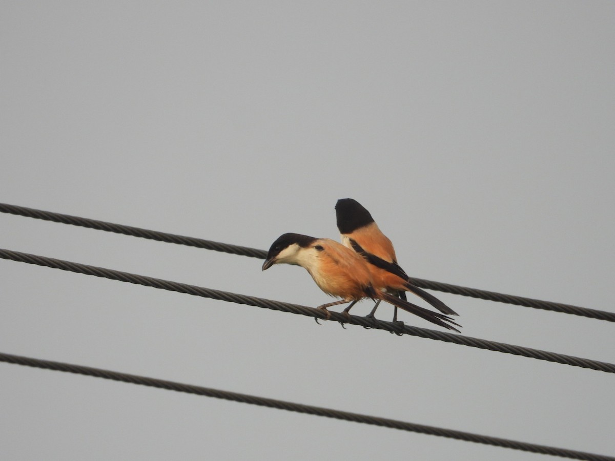 Long-tailed Shrike - ML617712108