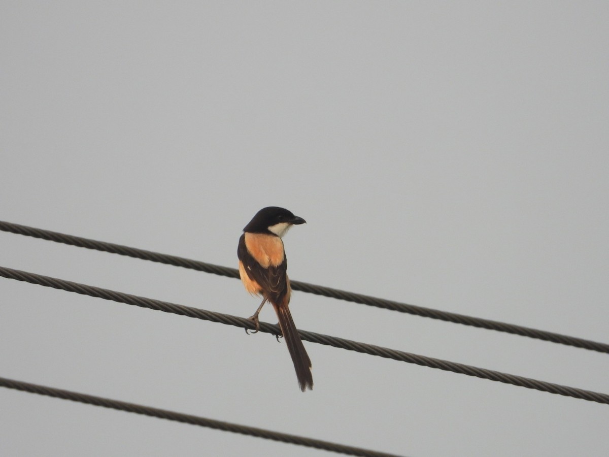 Long-tailed Shrike - ML617712109