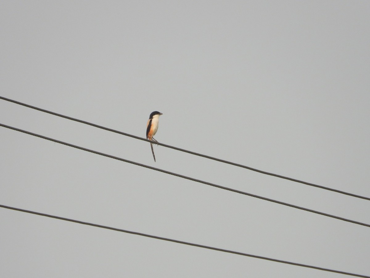 Long-tailed Shrike - ML617712110