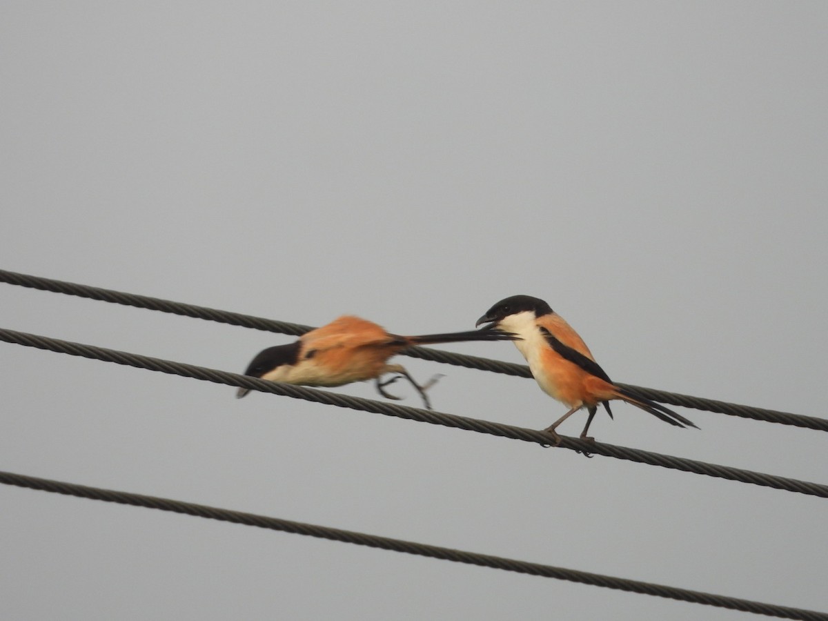 Long-tailed Shrike - ML617712111