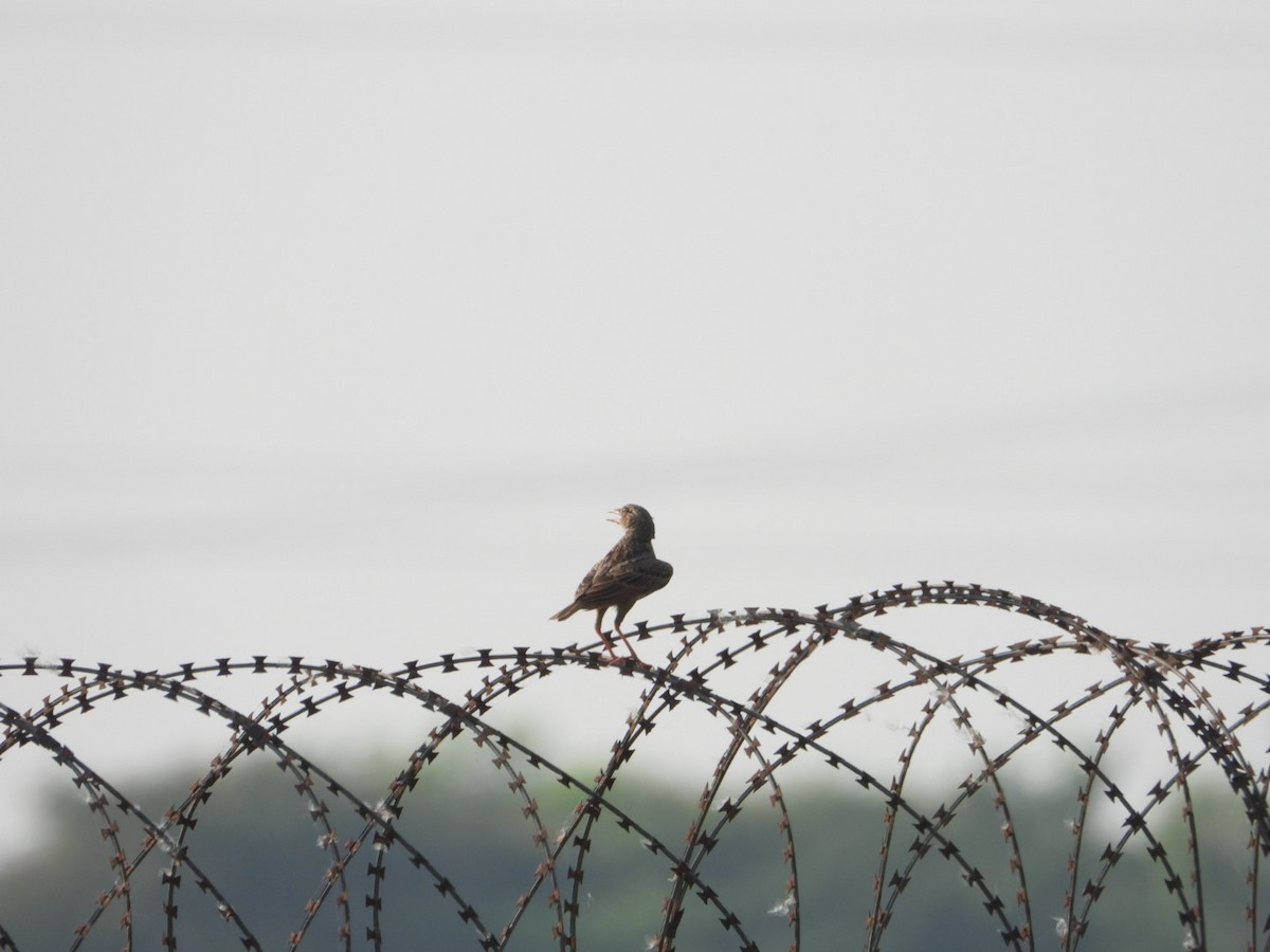 Bengal Bushlark - ML617712128