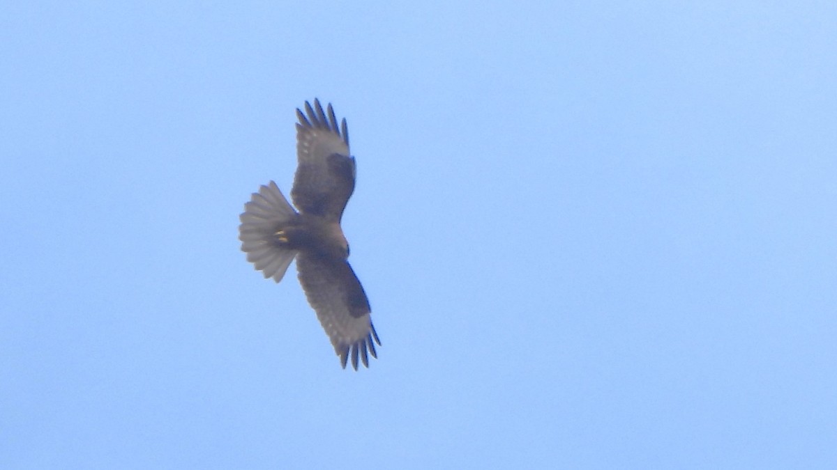 Himalayan Buzzard - Girish Chhatpar