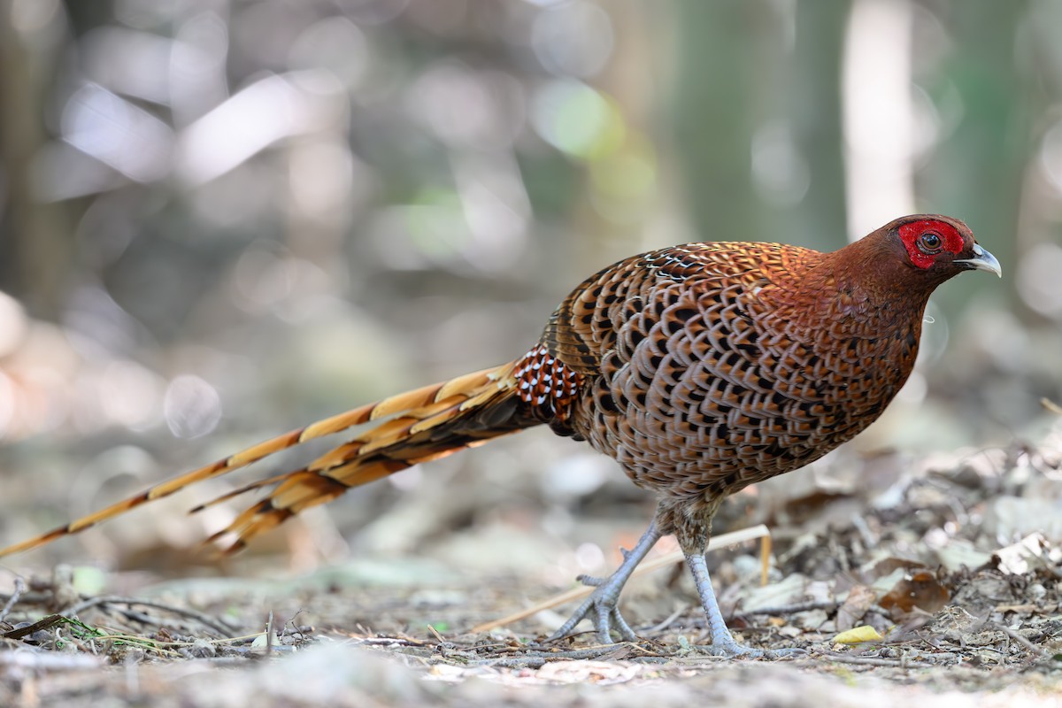 Copper Pheasant - Yuya Okuzaki