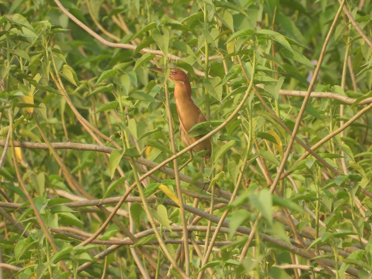 Cinnamon Bittern - ML617712224