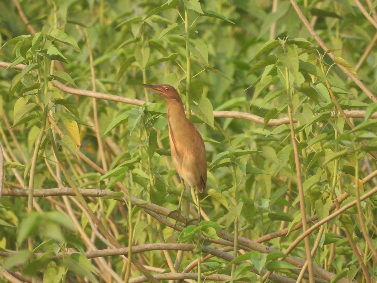 Cinnamon Bittern - ML617712233