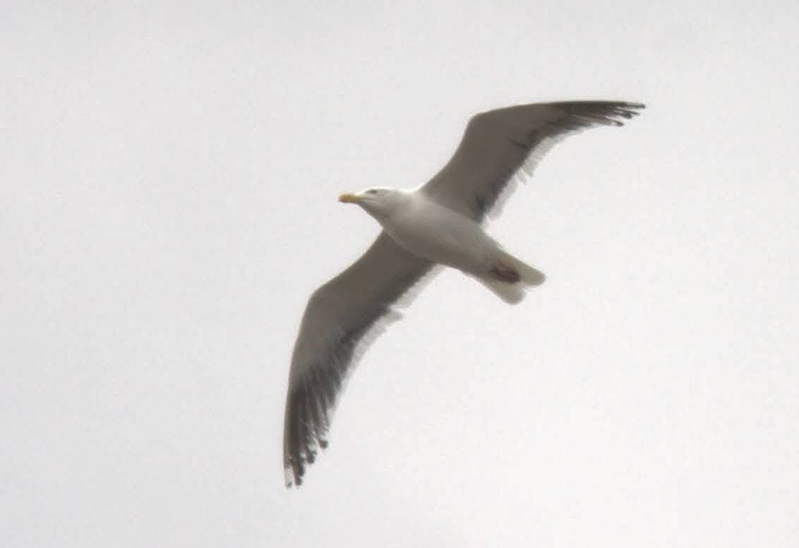 goéland sp. (Larus sp.) - ML617712237