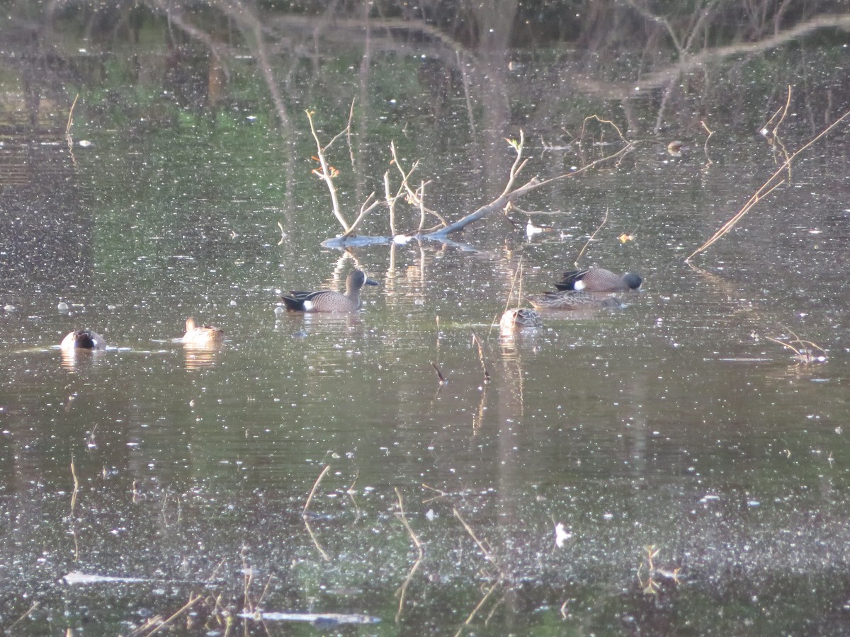 Blue-winged Teal - ML617712254