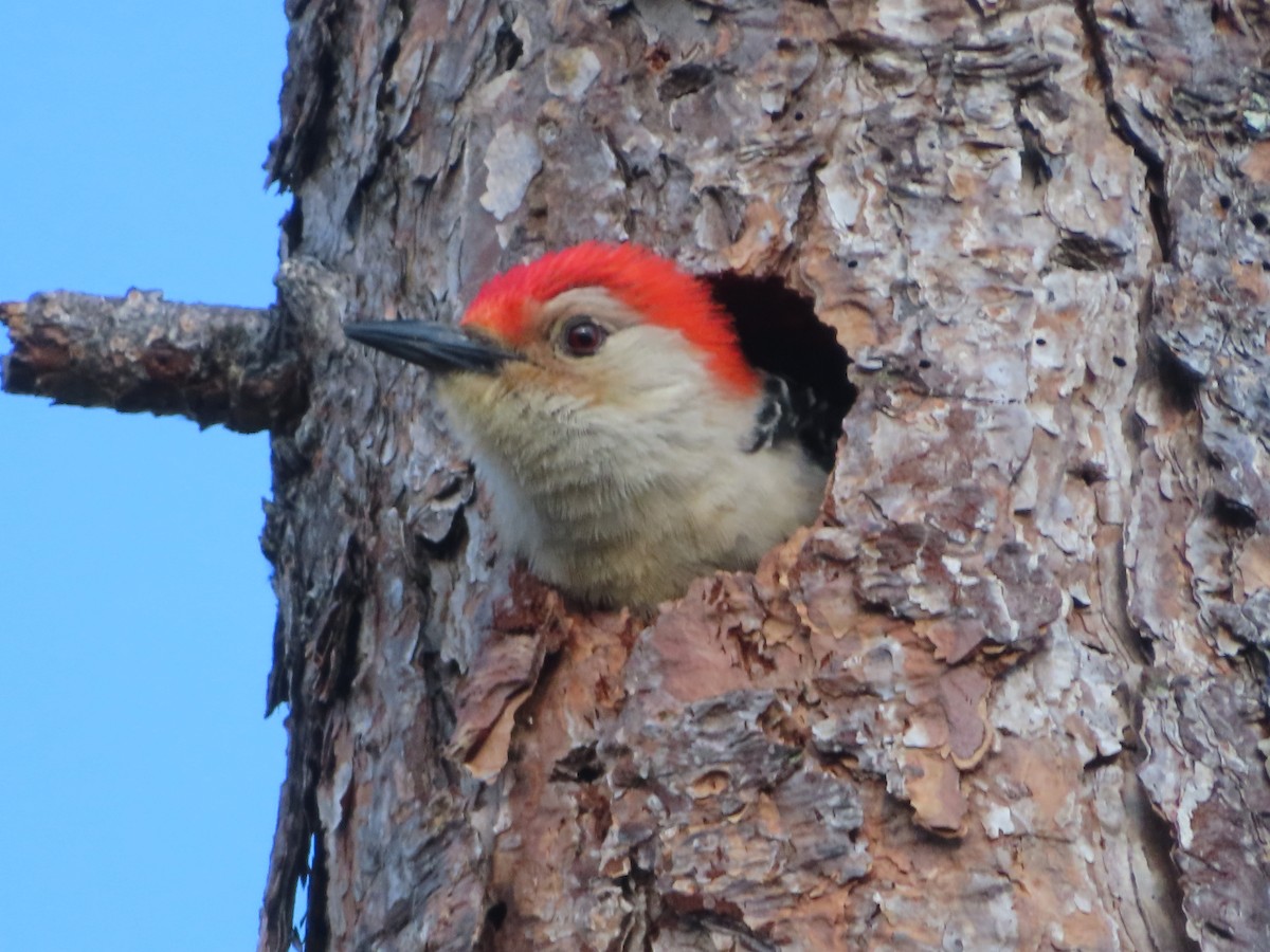 Red-bellied Woodpecker - ML617712259