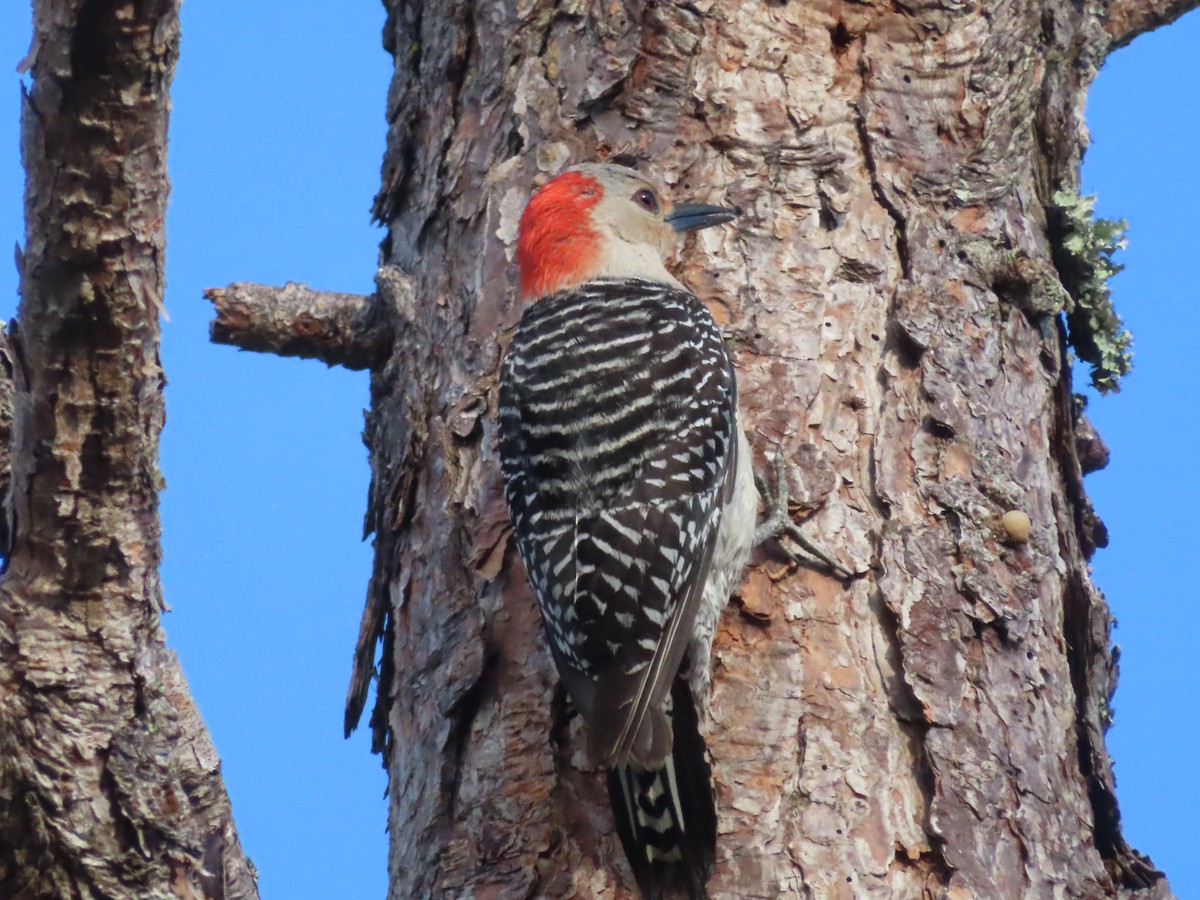 Red-bellied Woodpecker - ML617712260