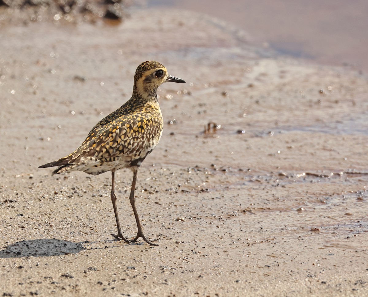 Pacific Golden-Plover - ML617712287