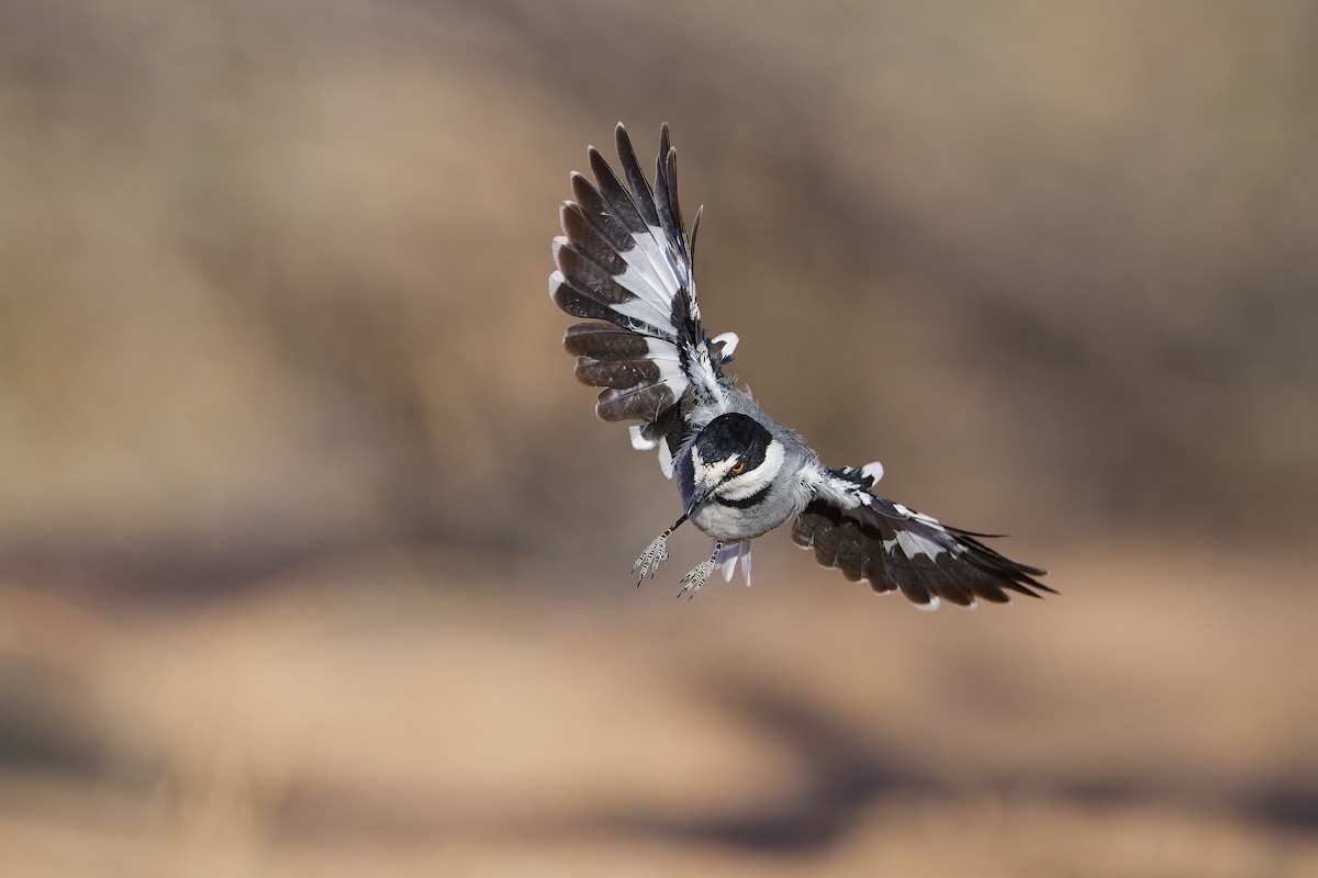 White-tailed Shrike - ML617712291