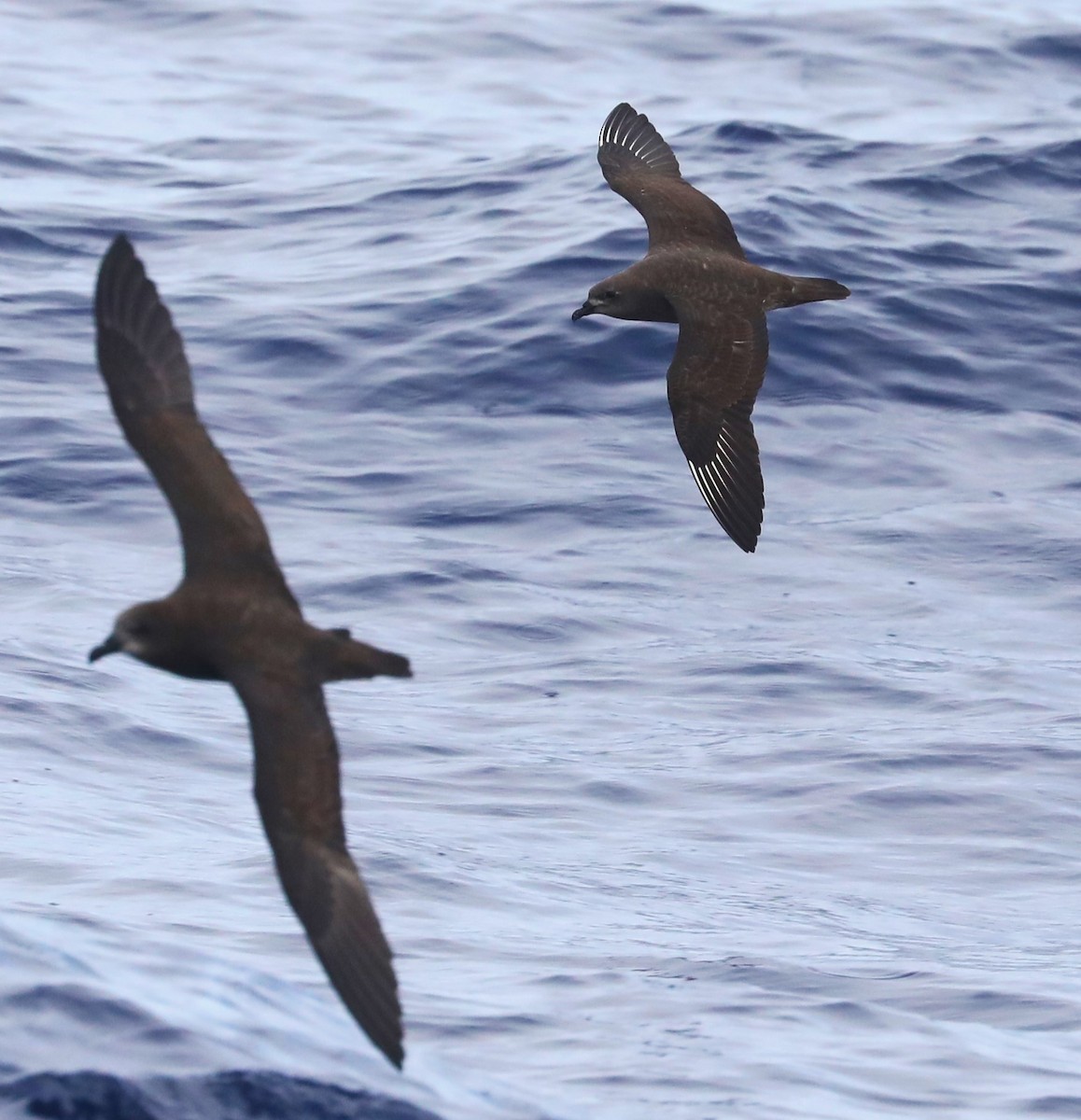 Kermadec Petrel - Steven Edwards