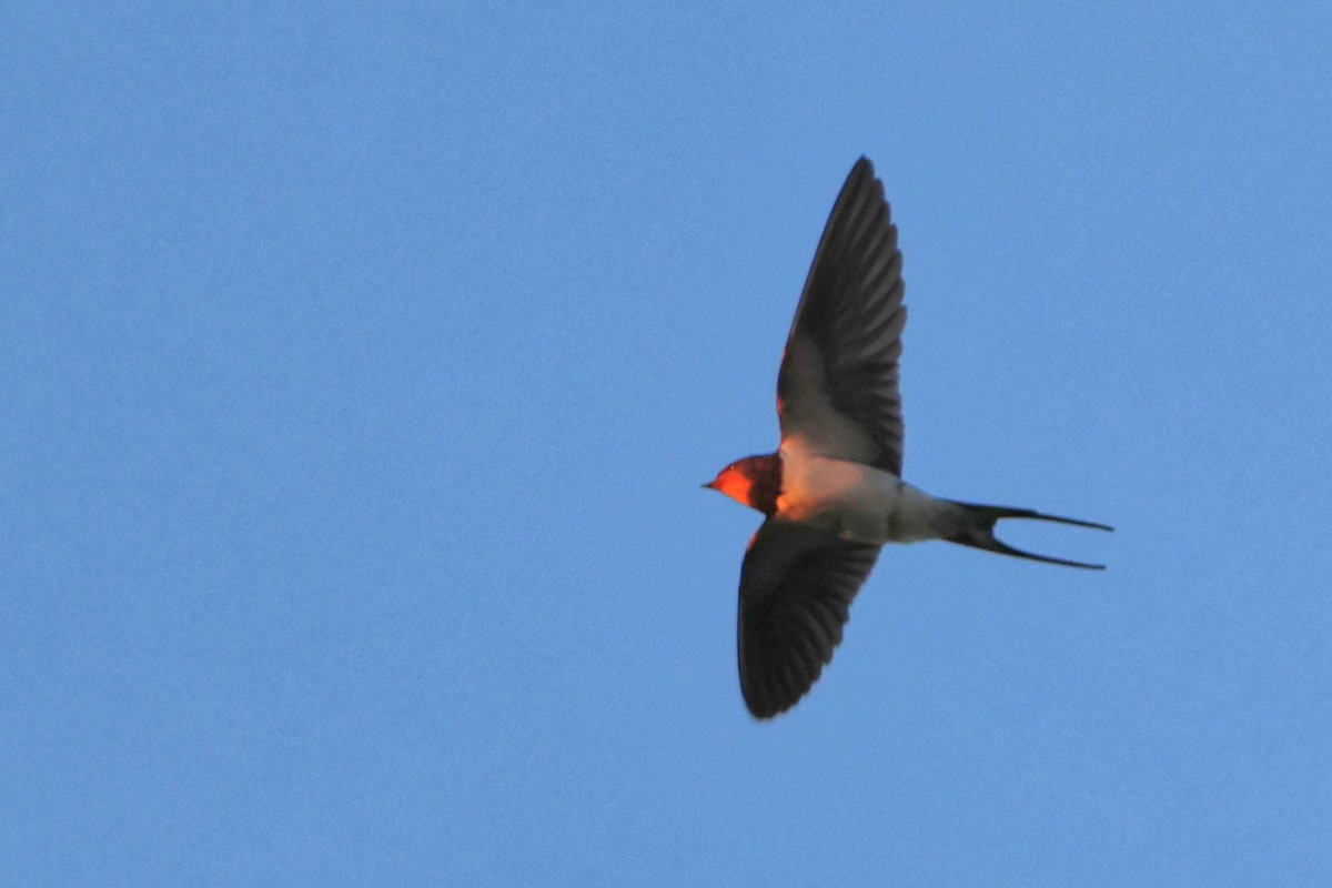 Barn Swallow - ML617712365