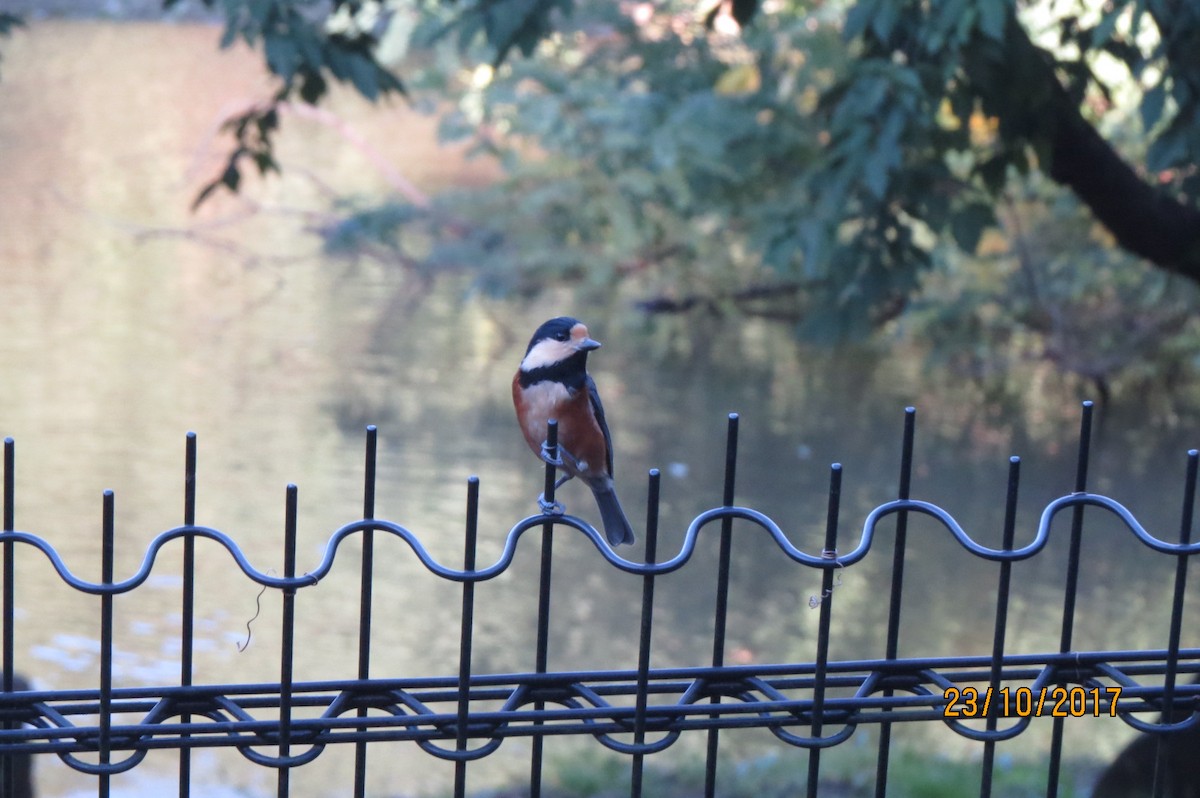 Varied Tit - Hitomi Ward