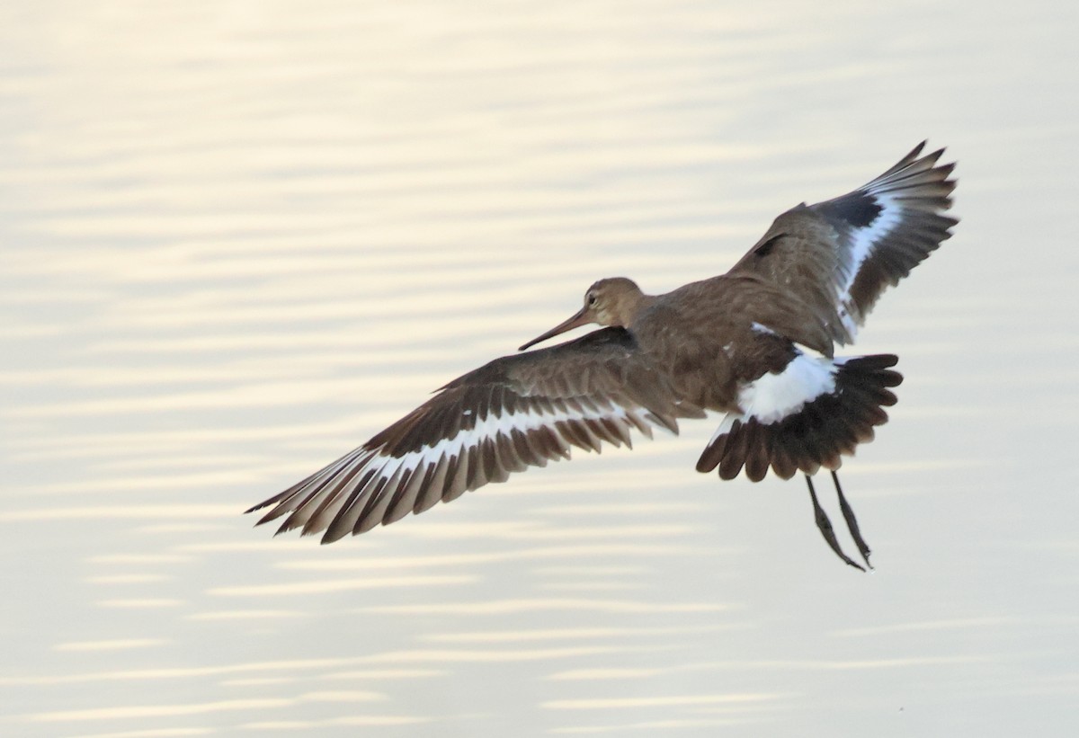 Black-tailed Godwit (melanuroides) - ML617712433