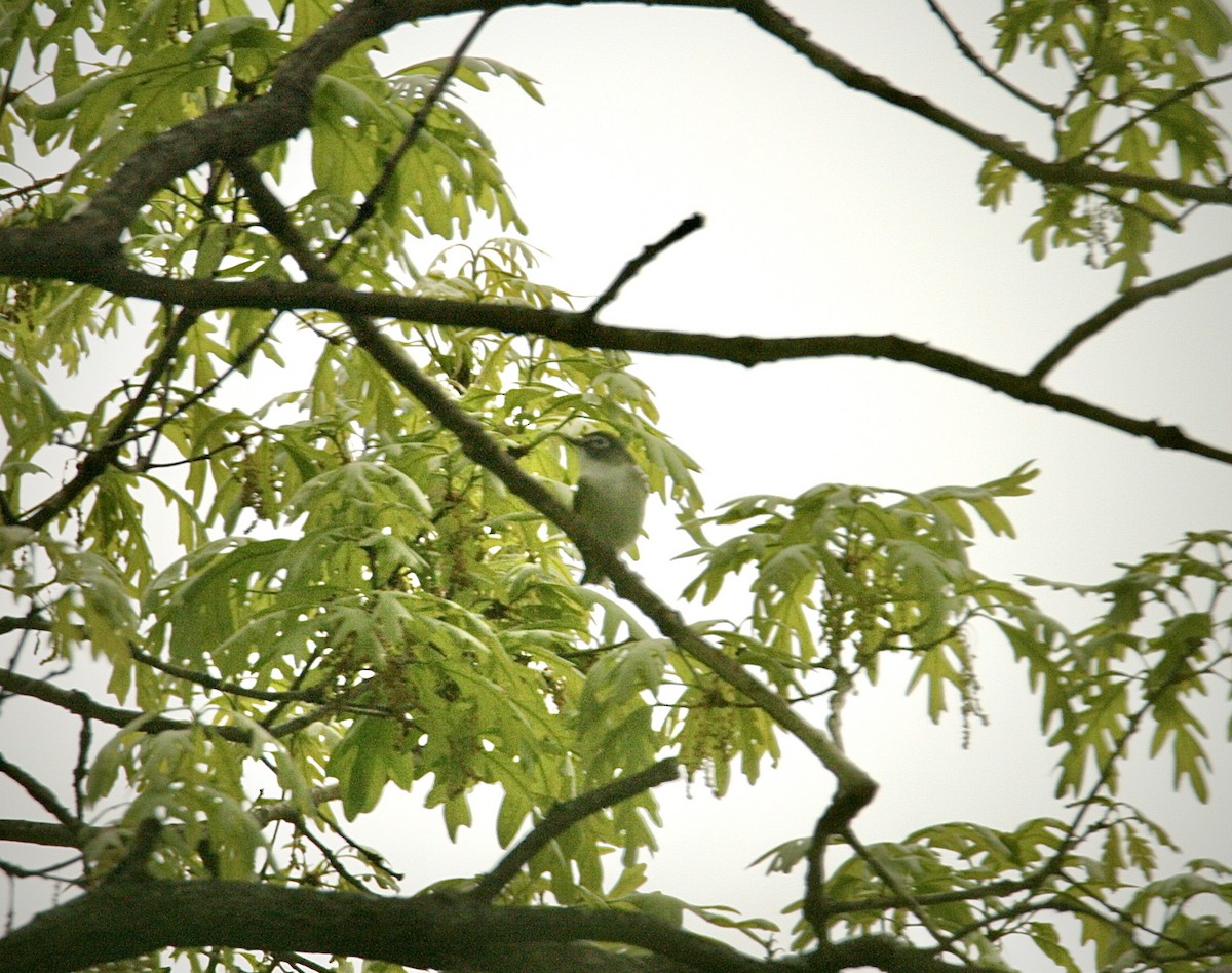 Blue-headed Vireo - Andrew Charles