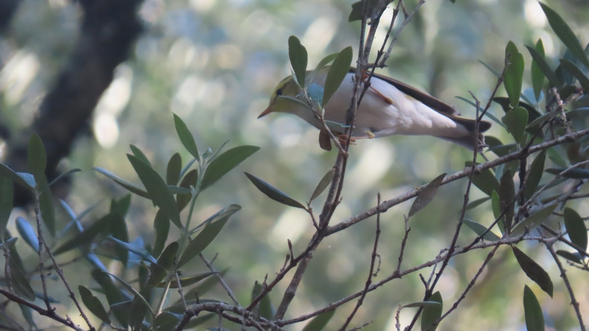 Wood Warbler - ML617712494