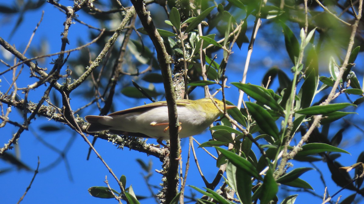 Wood Warbler - ML617712511