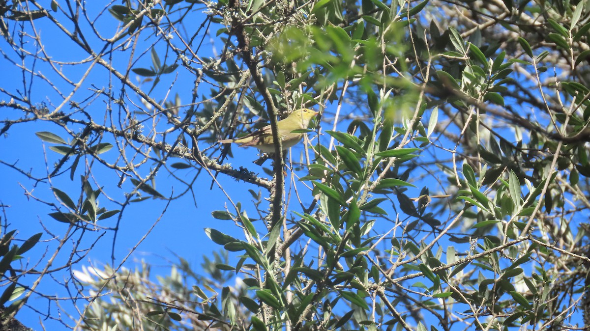 Luì verde - ML617712520