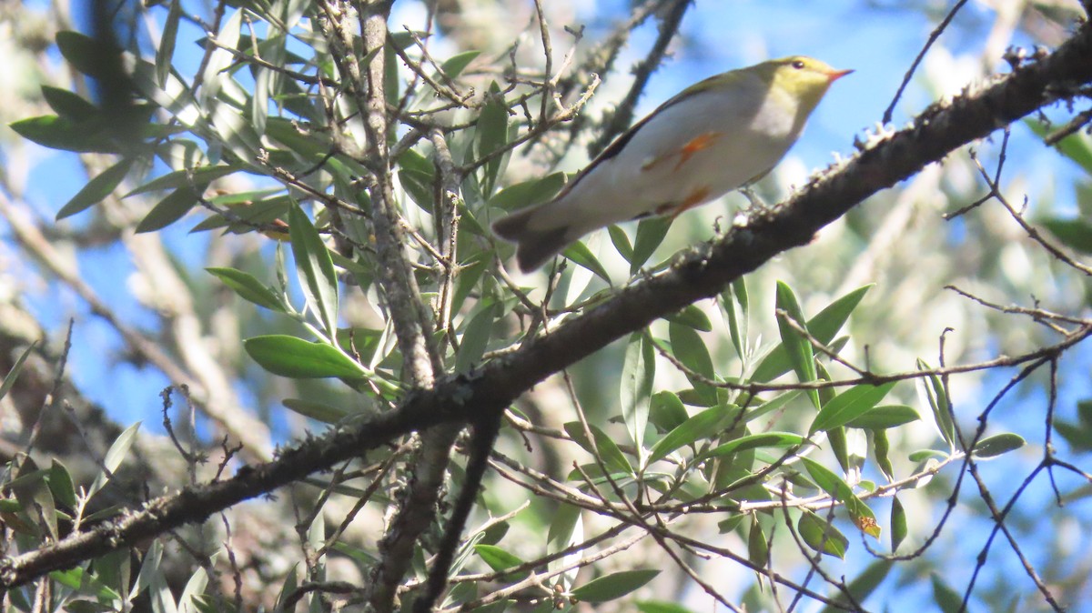 Luì verde - ML617712550