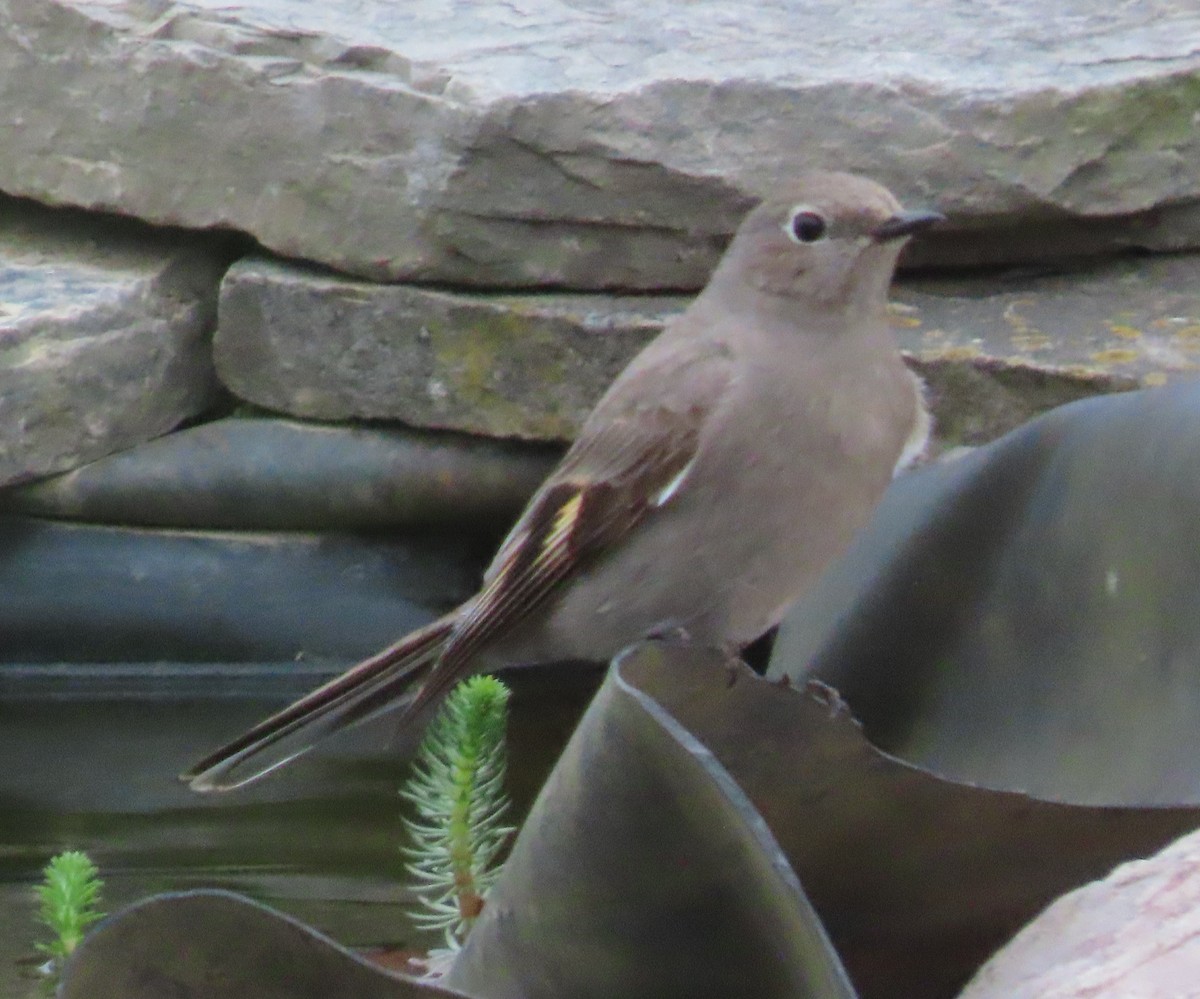 Townsend's Solitaire - Charlie Schneider