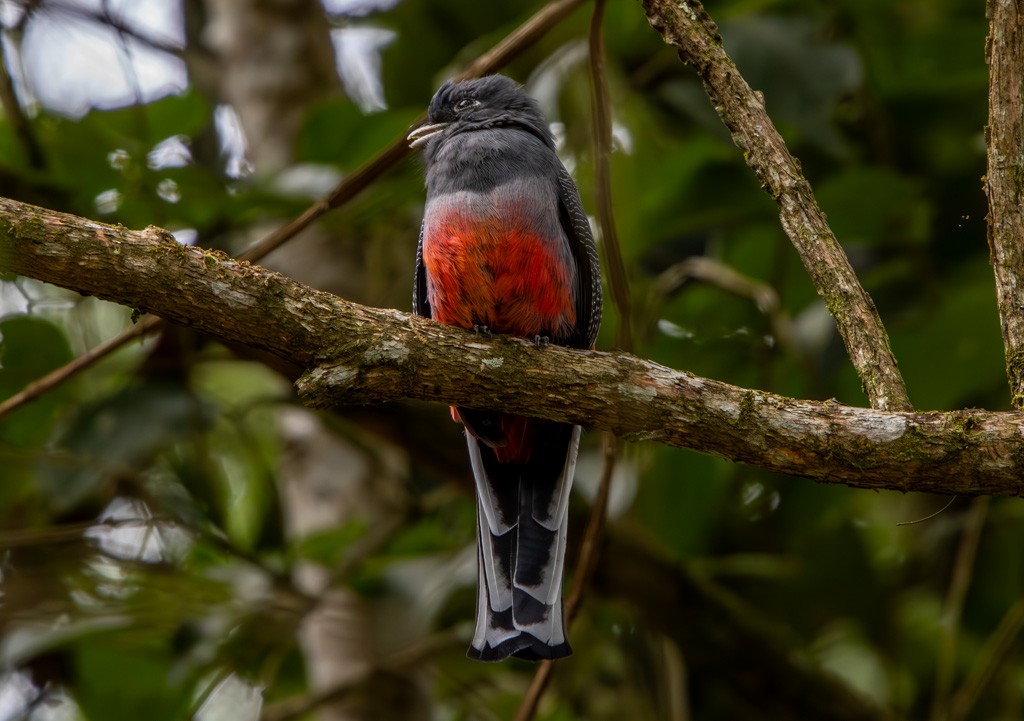 Surucua Trogon - Felipe Aoyagui