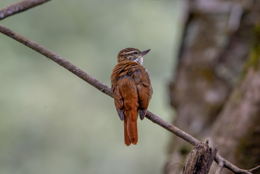 Streaked Xenops - ML617712686