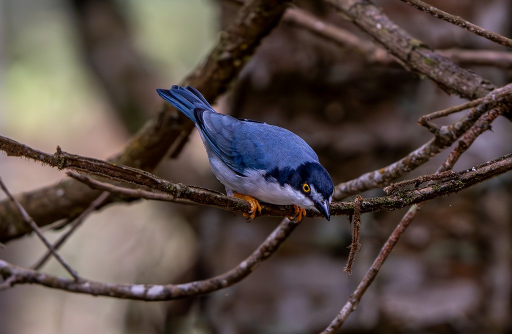 Hooded Tanager - ML617712703